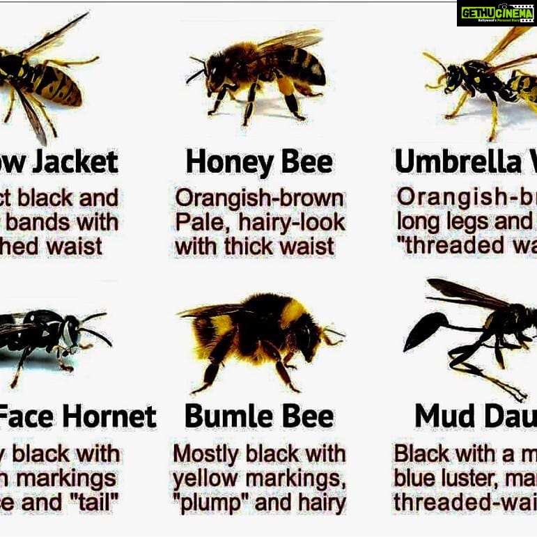 Jackie Shroff Instagram - know the bees before they disappear !! http://www.craveonline.com/mandatory/1373435-japan-just-invented-robot-bees-can-pollinate-earth