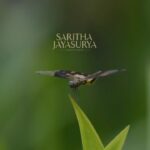 Jayasurya Instagram - WEAR YOUR DREAMS…. ONAM EDIT 2021 @sarithajayasurya_designstudio 🎥 @renjithchandrasekhar @niraamayawellnessretreats