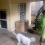 Kaali Venkat Instagram – #vellaiya #pet #love #rajapalayam #fun #time