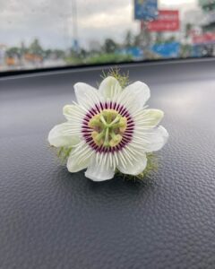 Kaali Venkat Instagram - #rain #flowers #pic #appleiphone #click #focus #sunday  Idhu Enna poo?
