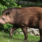 Karthik Kumar Instagram - This animal is pure peace & love and also makes me smile n giggle. Don't know why n what is Spirit animal etc... but my Aspirational Spirit animal be a #Tapir