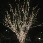 Karthik Kumar Instagram – The lesser known Tree of… Light!