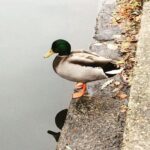 Karthik Kumar Instagram - Whenever I see Ducks and Swans in ponds I subconsciously start searching for the Art Director lurking around who took this extra effort. #IndianMentality #CinemaFeels