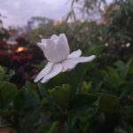 Kay Kay Menon Instagram - Preserve Nature, and It Shall Preserve You!! Or Else........!! #worldenvironmentday P.S. Wish I could post the divine fragrance too! 😊 #Anantha #Gandhraj #Gardenia