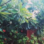 Kay Kay Menon Instagram - And the rain said to the plants... I fell for you !! 😊😊 #mumbairains #mumbaimonsoon #lifeinametro