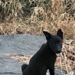 Kay Kay Menon Instagram - Huh? You talking to me? #shootlife #dog #dogsofinstagram #black #street #stray #cute #animallover #petlover #doglover #animals