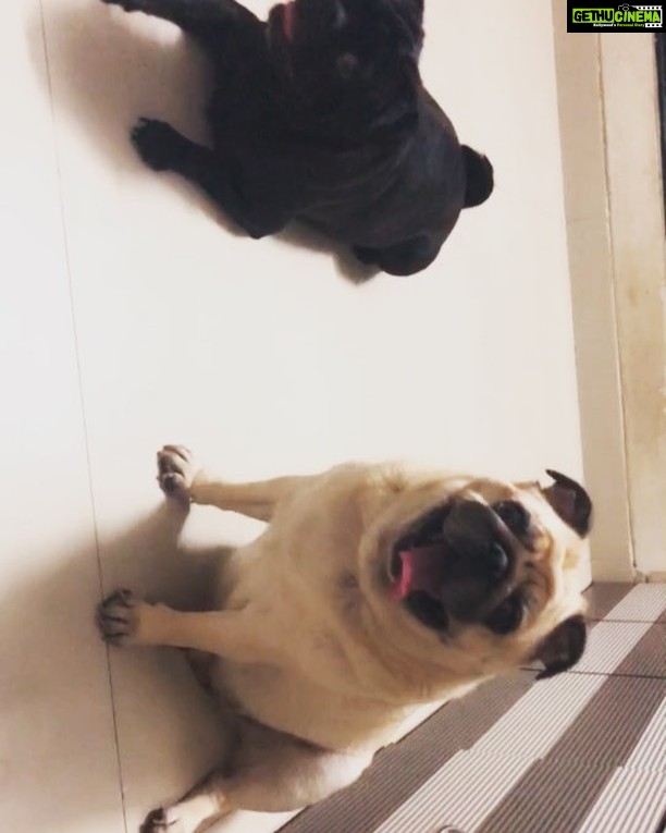 Kiran Rathod Instagram - Munchkins ππβ€οΈβ€οΈπΆπΆπΆπΆ#love