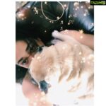 Kiran Rathod Instagram – 🤗happiness is my baby’s hug 🤗 #pugsofinstagram #pugslife#puggle#puglove#wednesdaywisdom#barfi#mylovebarfi🐶#myjaanchumchum🐶#happyday#goodtimes#