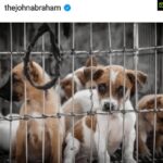 Kiran Rathod Instagram – Guys please go to Vocalforanimals.org and the send the mail .. The mail will go directly to our Prime Minister.. 🙏
#nomore50