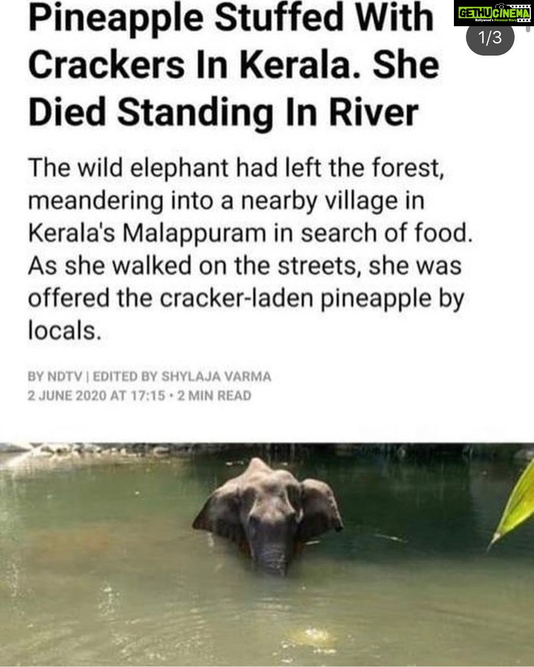 Kiran Rathod Instagram - Shame ... this has broken my heart ... bloody heartless humans ... how can you ... u people r more dangerous than covid virus.. u should be killed.. u r more dangerous than any other thing on this planet u such cruel humans... such a shameful act ... I cry hearing seeing. This again n agin. SHAME ... I want to ask everyone reading this .. WHY WHY ...#saveelephants #kerelaelephantmurder #saveanimals #wearetheanimals