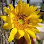 Laila Mehdin Instagram – The beautiful sunflower in my window…… Who loves flowers? Mumbai, Maharashtra