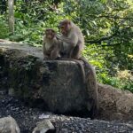 Lakshmy Ramakrishnan Instagram – Driving to the #JungleHut…