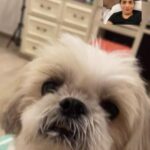 Madhoo Instagram - On Watsap video with my 4legged son 😜😍