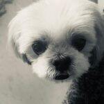 Madhoo Instagram - #challengeaccepted 🐶
