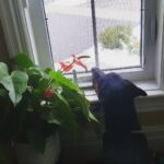 Madhumila Instagram - I placed this baby by the window and the part exposed to the world is healthier and flowering💖