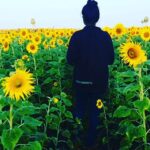 Madhumila Instagram – Morning sun+smiling sun flowers +me☺️💝