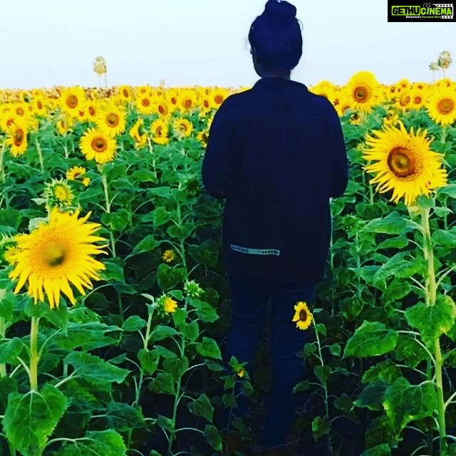 Madhumila Instagram - Morning sun+smiling sun flowers +me☺️💝