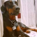 Madhumila Instagram - 💕 . . . . . #partnerincrime #doberman #smartestdog #sensiblesoul