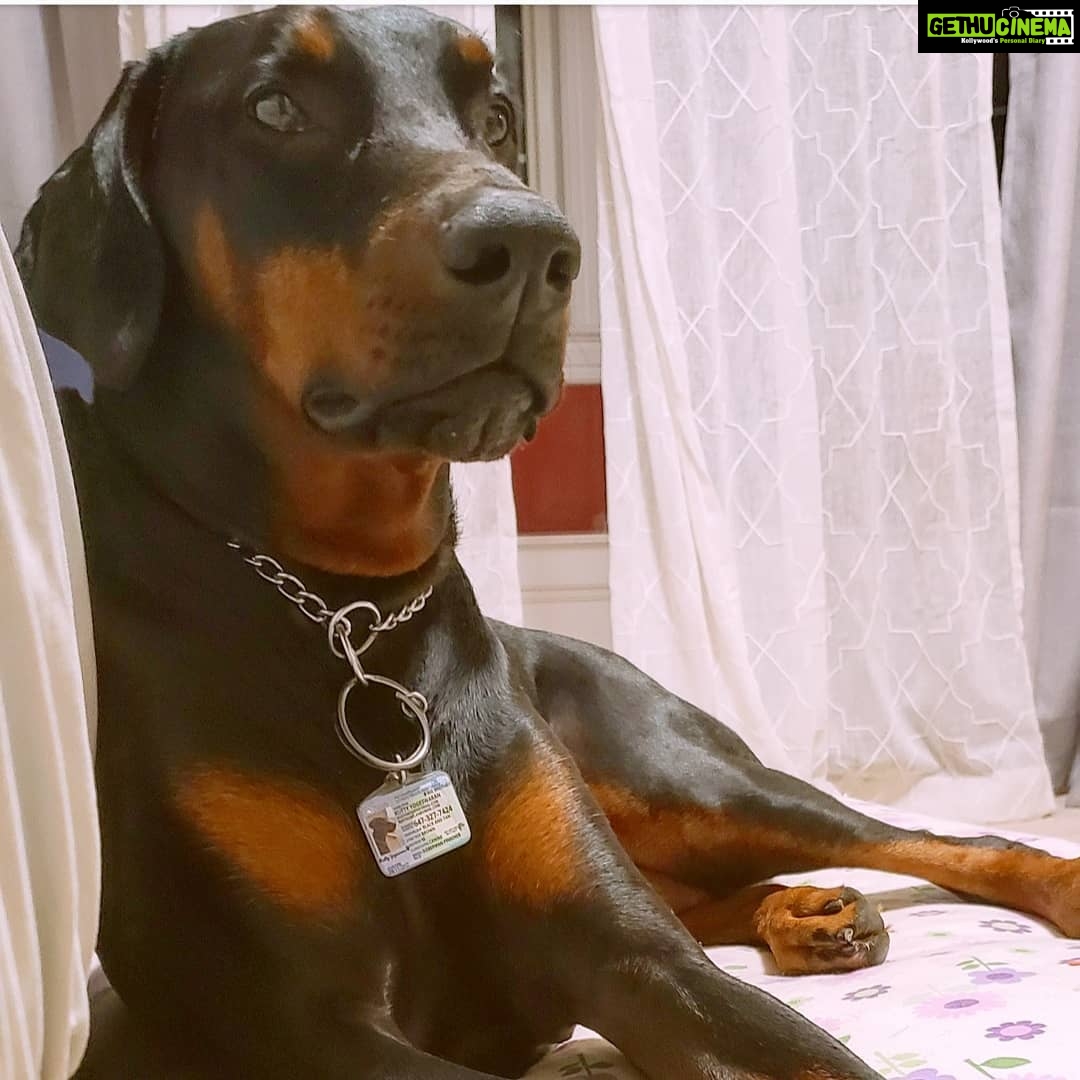 Madhumila Instagram - 💕 . . . . . #partnerincrime #doberman #smartestdog #sensiblesoul