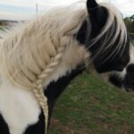 Madhuurima Instagram - The Uk dude 😎😎#friendly #horse #horselove
