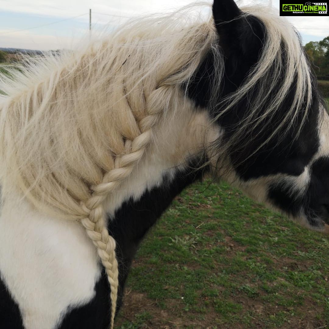 Madhuurima Instagram - The Uk dude 😎😎#friendly #horse #horselove