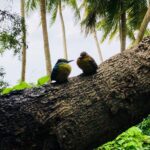 Madhuurima Instagram - And then u find two extremely cute love birds #loveisintheair