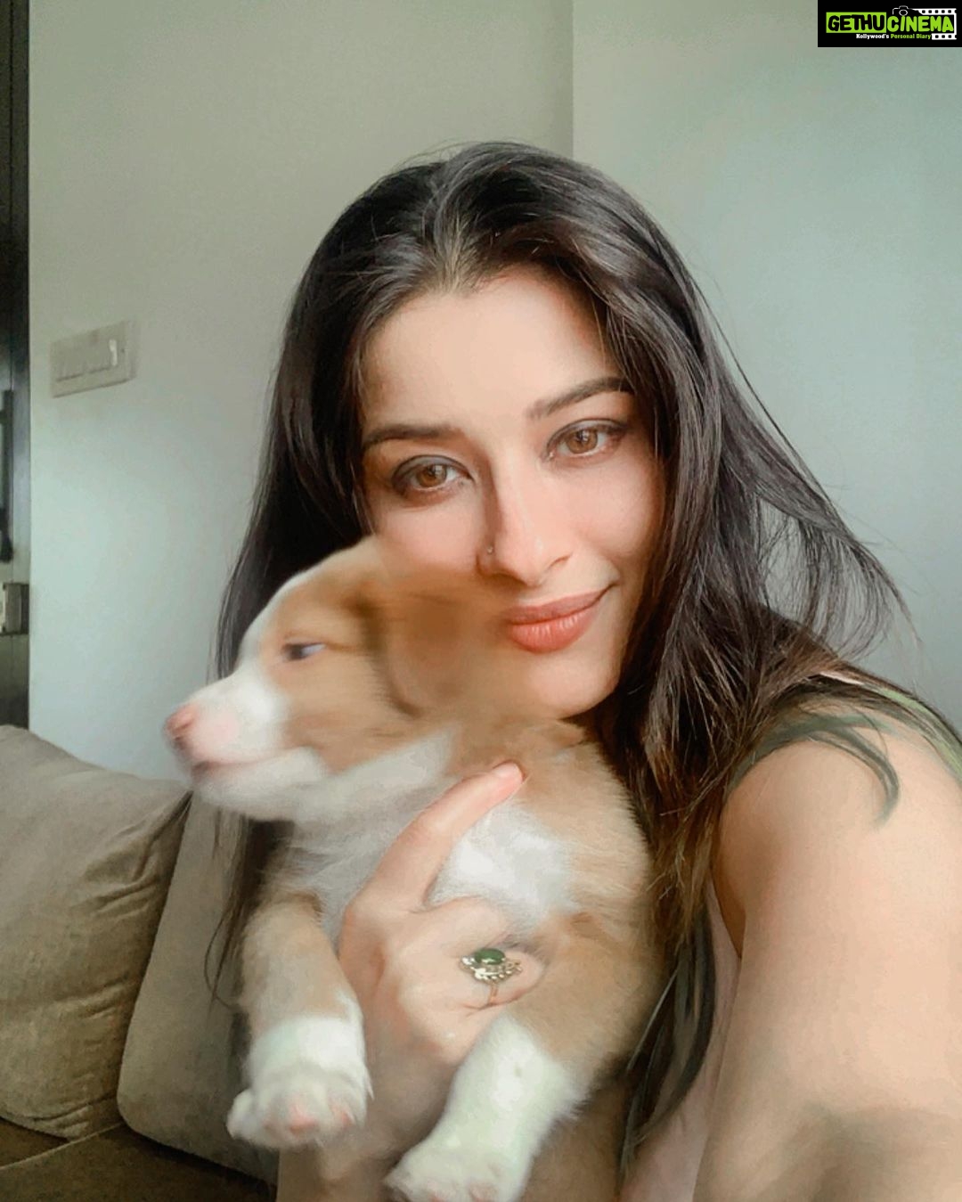 Madhuurima Instagram - Such a soft toy. Furball cutieππππ€ #puppies #puppylove #puppy #cutiepie #animals #animallovers #baby #explore #pictureoftheday