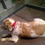 Mahima Chaudhry Instagram -