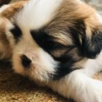 Milana Nagaraj Instagram - Welcome home Romeo❤️