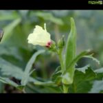 Miya George Instagram - I think in this 21 days of curfew this house farming seems soothing & logical. We usually dnt get to see Govt ads this beautiful nd I m happy that the brain nd hands behind this JEEVANI JAIVA KRISHI ad starring Mohanlal Sir was my dear frnd Gops. Really liked the way u presented the idea man 👍 Great initiative by Agriculture dept of Kerala Gopinath Menon BenchmarkInternational