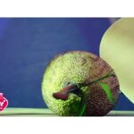 Namitha Pramod Instagram – Kiwi Jackfruit ice cream ! @kiwi_icecreamfoods