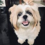 Namitha Pramod Instagram - Poppo :Will you let me go to have a nap? Nami :Stay!now show me that face 😐 Poppo : Acha,Amma took me for a grooming session and I’m highly despondent as my nails are gone ! Now you want that grin ?Grr! Nami :if you are not gonna give me a stance, for sure I’m gonna get a husky . Poppo :Yuck! Now take your phone and click a pic and get lost ! Shoo