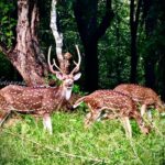 Nandha Durairaj Instagram - Through my lenses#2 #topslip #topslip_tiger_reserve_forest #topslipcoimbatore #topslip