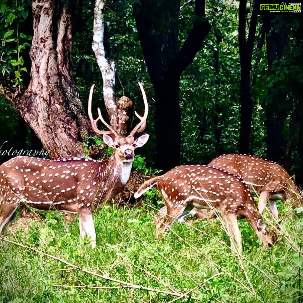 Nandha Durairaj Instagram - Through my lenses#2 #topslip #topslip_tiger_reserve_forest #topslipcoimbatore #topslip