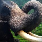 Nandha Durairaj Instagram - Through my lenses#2 #topslip #topslip_tiger_reserve_forest #topslipcoimbatore #topslip