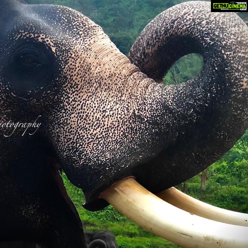 Nandha Durairaj Instagram - Through my lenses#2 #topslip #topslip_tiger_reserve_forest #topslipcoimbatore #topslip