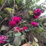 Nandita Das Instagram - bougainvillea Moira, Goa, India