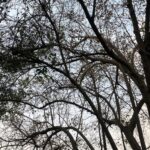 Nandita Das Instagram - #trees #goa