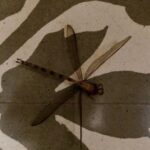 Nandita Das Instagram - Creating its own patterns, it’s own magic. . . #nature #dragonfly