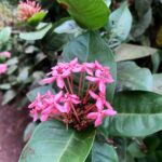 Nandita Das Instagram - Today’s find as we walked through the lanes. #flowers #moira #goa