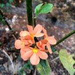 Nandita Das Instagram - Today’s find as we walked through the lanes. #flowers #moira #goa