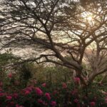 Nandita Das Instagram - #nature #trees #goa