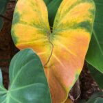 Nandita Das Instagram - #leaf #goa
