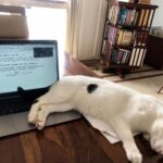 Nandita Das Instagram - She is script writing with me #cat