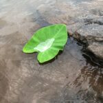 Nandita Das Instagram - Last few days in nature before we go back to the city. Even working on the laptop is more pleasant here. Sending your way some river breeze, smell of the earth, fragrance of the flowers and chirping of the birds. #nature