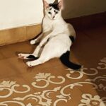 Nandita Das Instagram – She is sitting like a person. Miso is not a #cat , she is she!