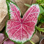 Nandita Das Instagram - A leaf in the garden Moira,Bardez,Goa