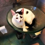 Nandita Das Instagram - Cat in the sink