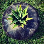 Nandita Das Instagram - When you zoom into things they create new patterns. #nature #patterns