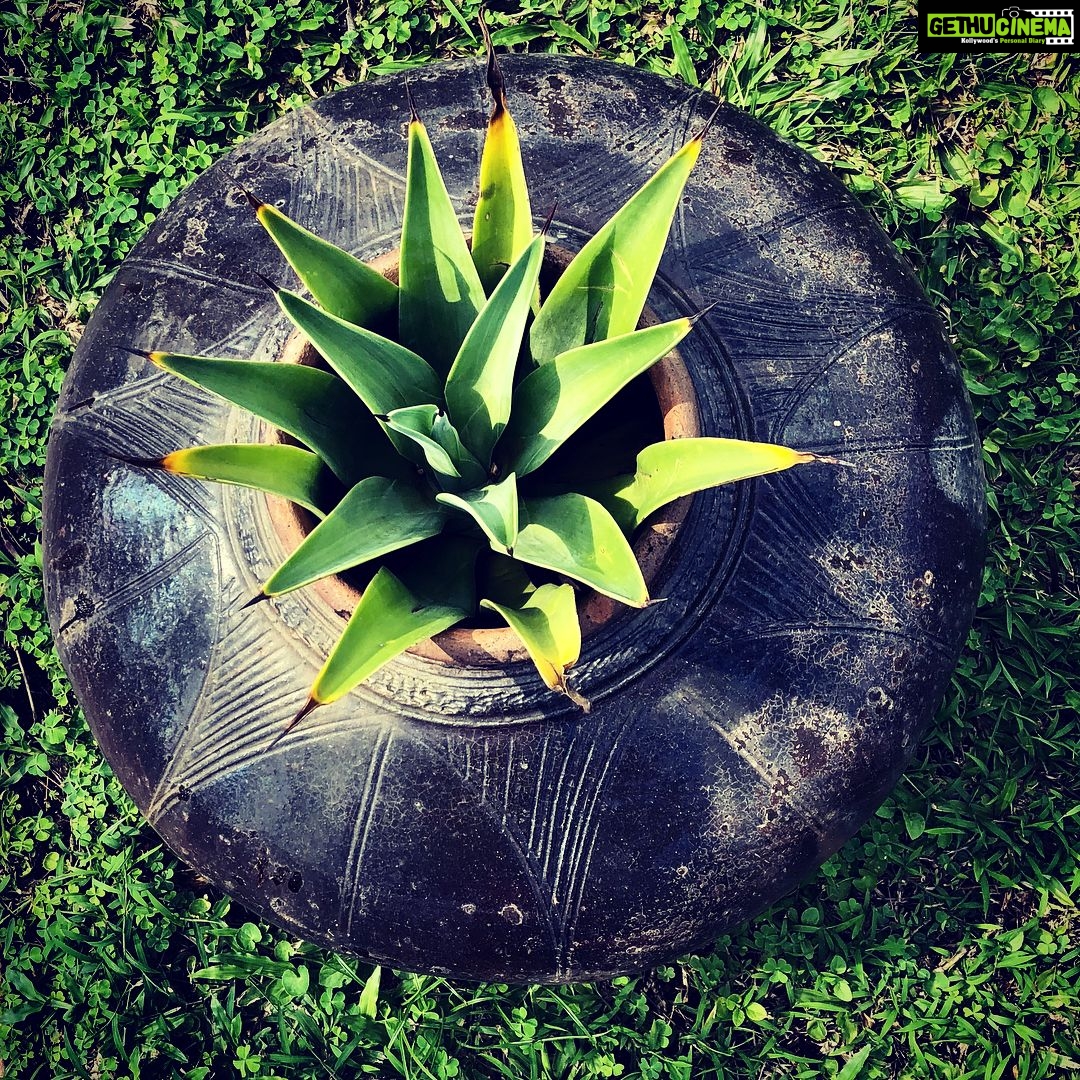 Nandita Das Instagram - When you zoom into things they create new patterns. #nature #patterns